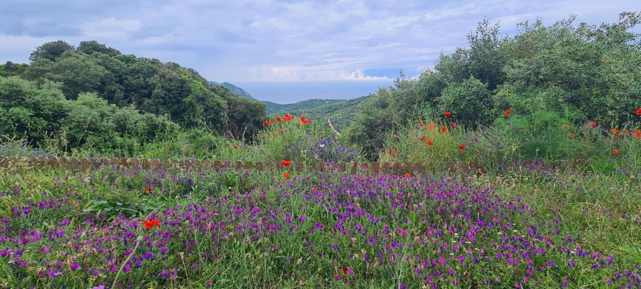 Les Terrasses De Scaglioli Villa Villanova Bagian luar foto